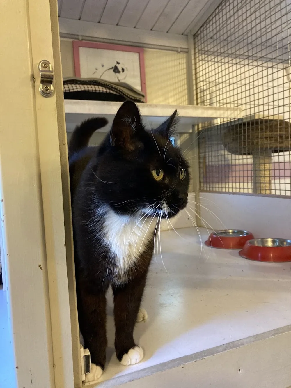 À l'Orée du Bois - Pension pour chats - Essonne pet otel