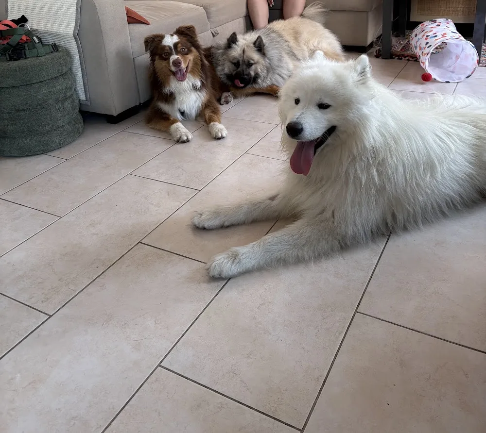 Angel Dogs Family - Essonne pet otel