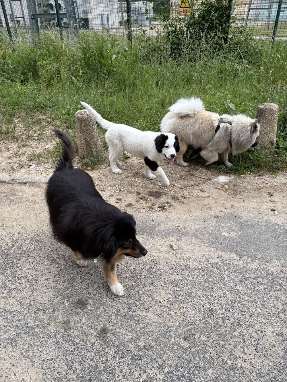 Angel Dogs Family - Essonne pet otel görseli 3