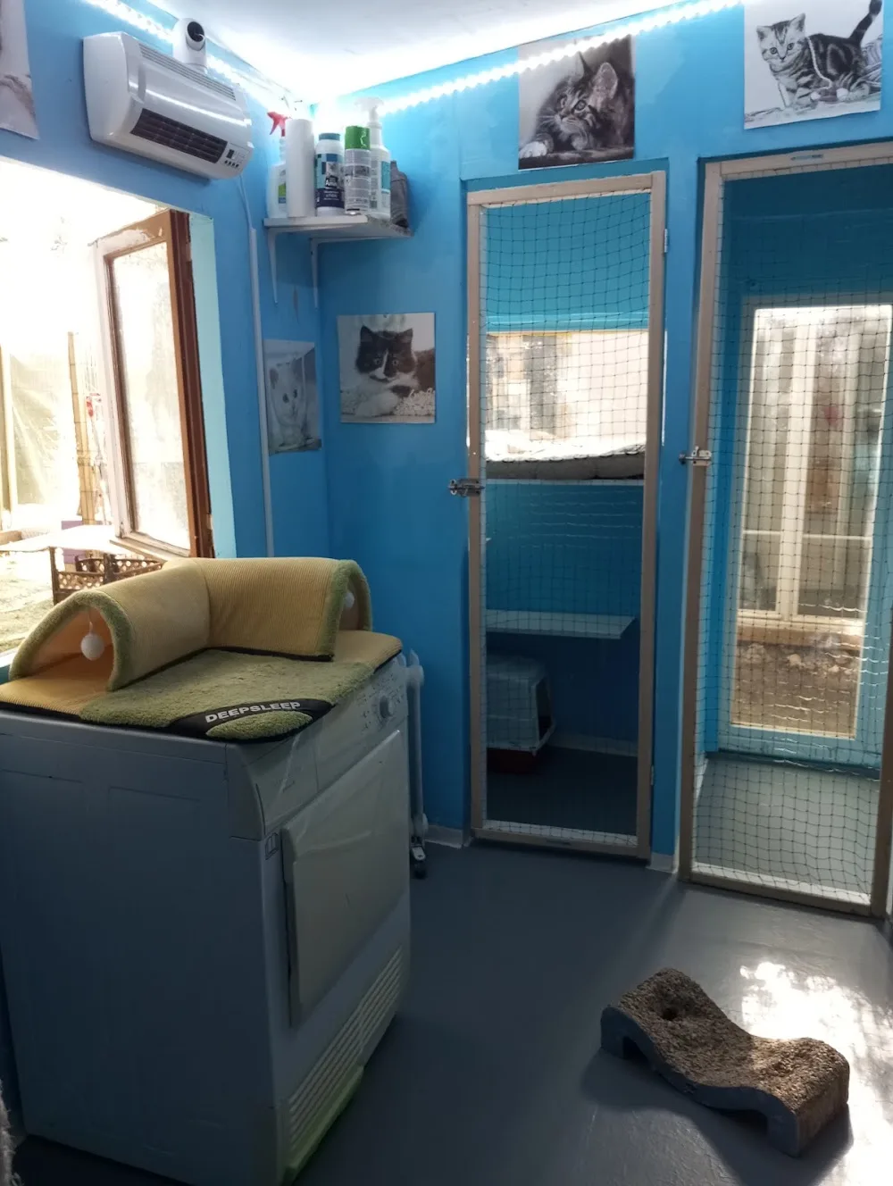 Association Le club Med des chats - Essonne pet otel görseli 3