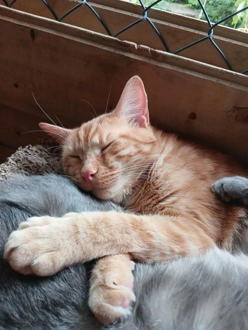 Au Chat L'heureux - Essonne pet otel