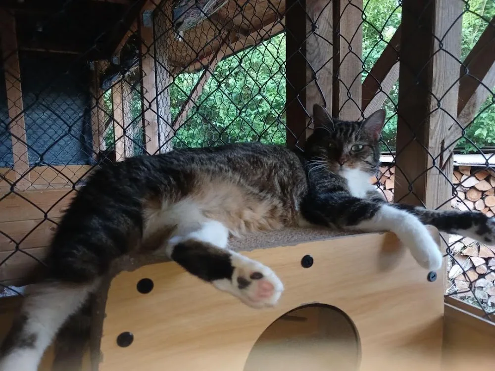 Au Chat L'heureux - Essonne pet otel görseli 3