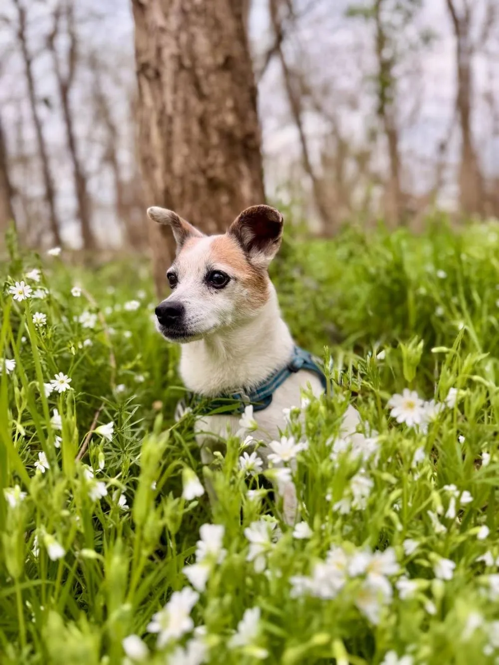 Dog Sitter 91 - Garde de chien Essonne - Essonne pet otel