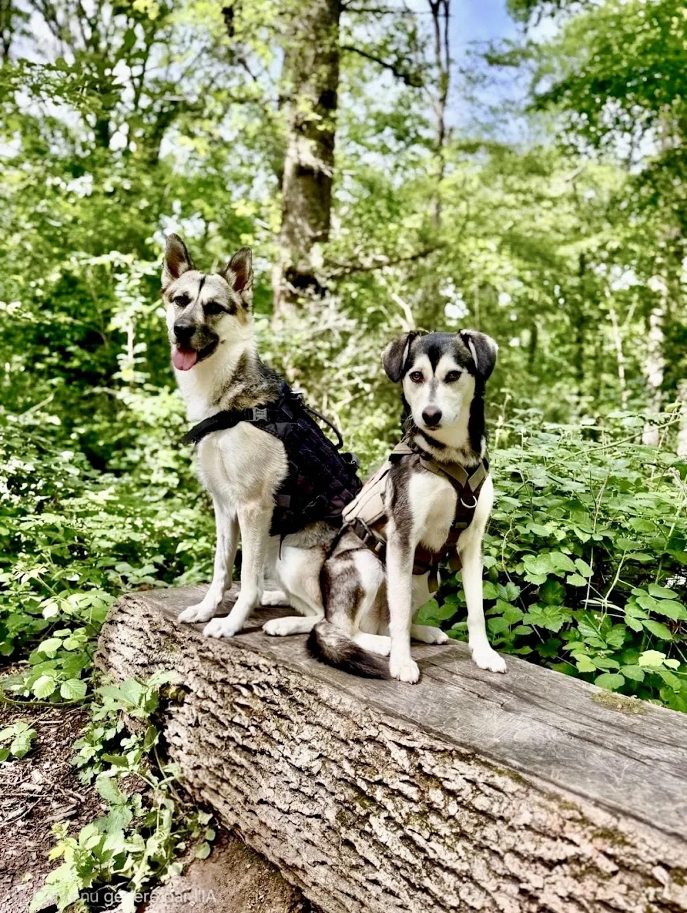 Dog Sitter 91 - Garde de chien Essonne - Essonne pet otel görseli 3