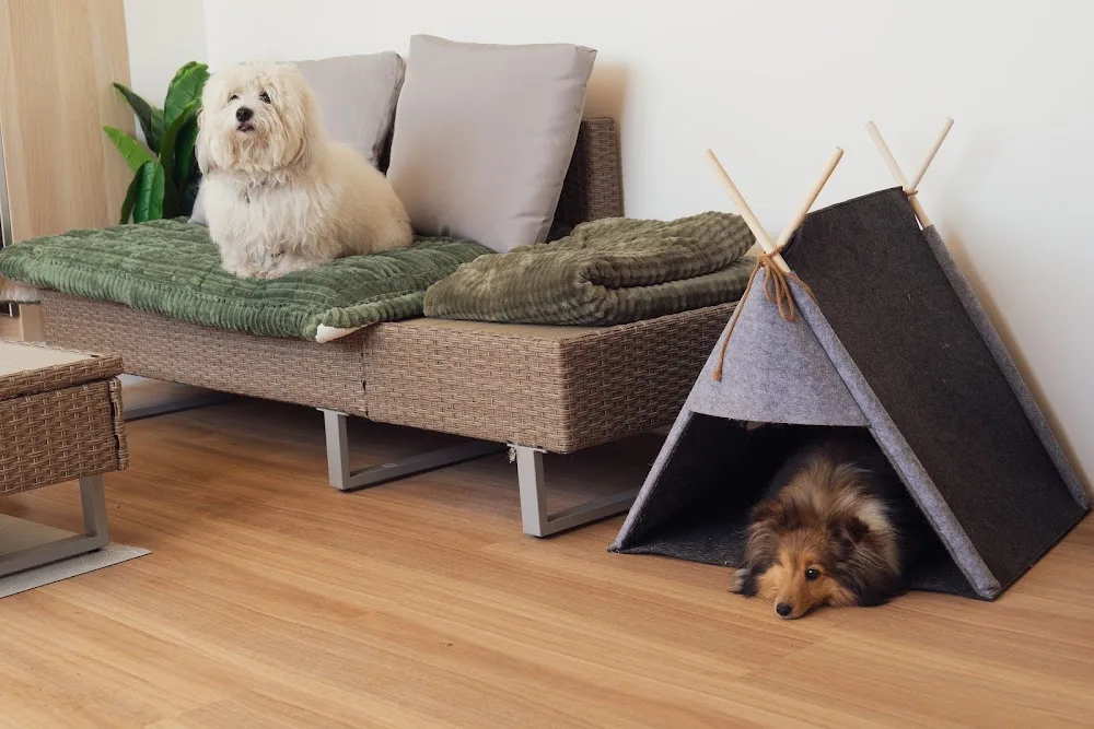 Dog Valley: Pension et Garderie pour Chien - Essonne pet otel görseli 6