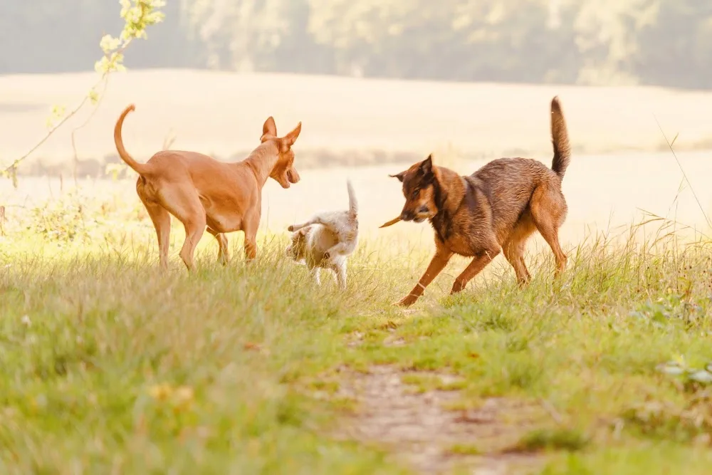 Dog Valley: Pension et Garderie pour Chien - Essonne pet otel görseli 7