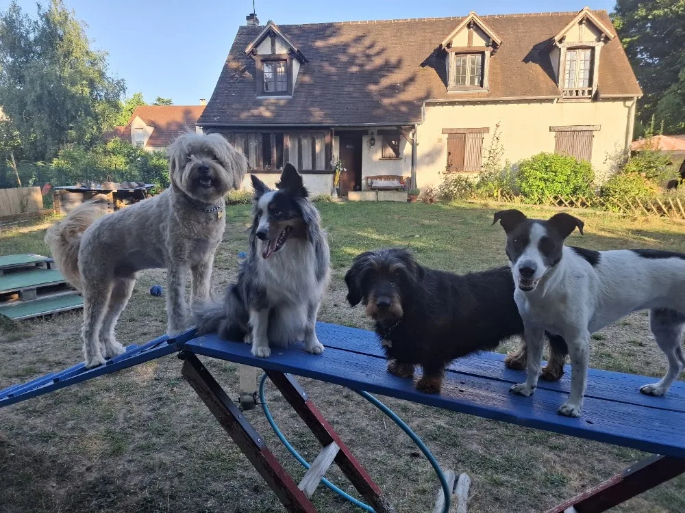 Keep Cool Dog ! - Essonne pet otel görseli 11