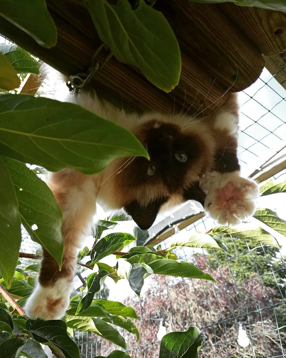La boîte à chat - Essonne pet otel