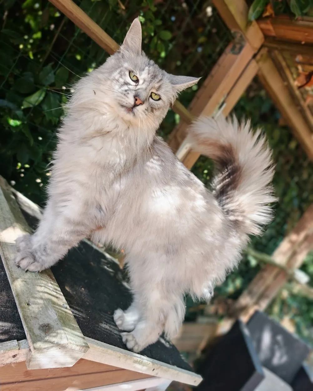 La boîte à chat - Essonne pet otel görseli 3