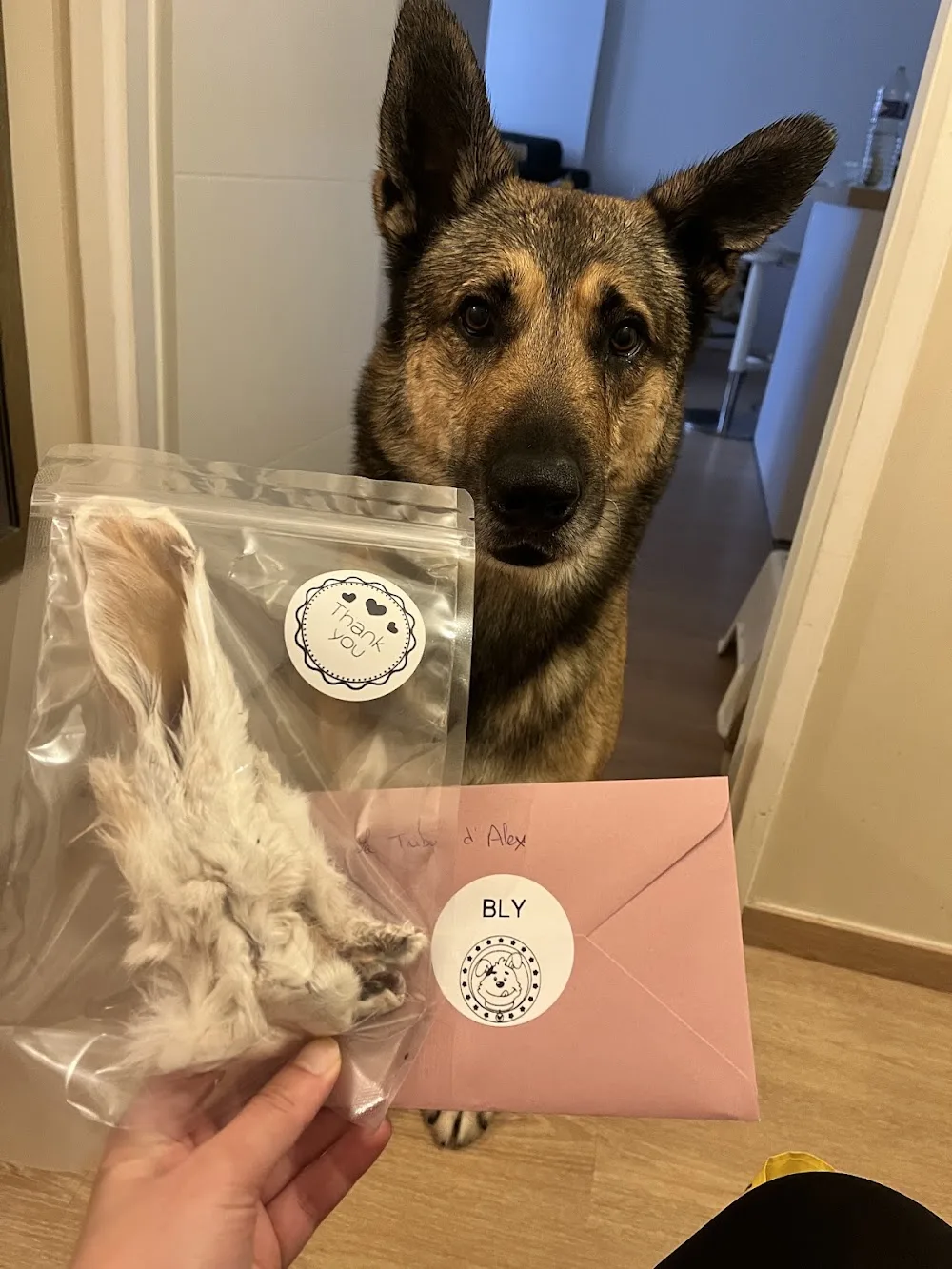 La Tribu d'Alex - Essonne pet otel görseli 2
