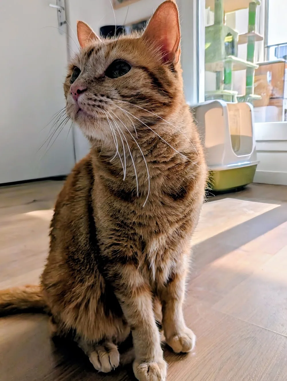 Laurena Haroy - Garde de chat à domicile - Essonne pet otel