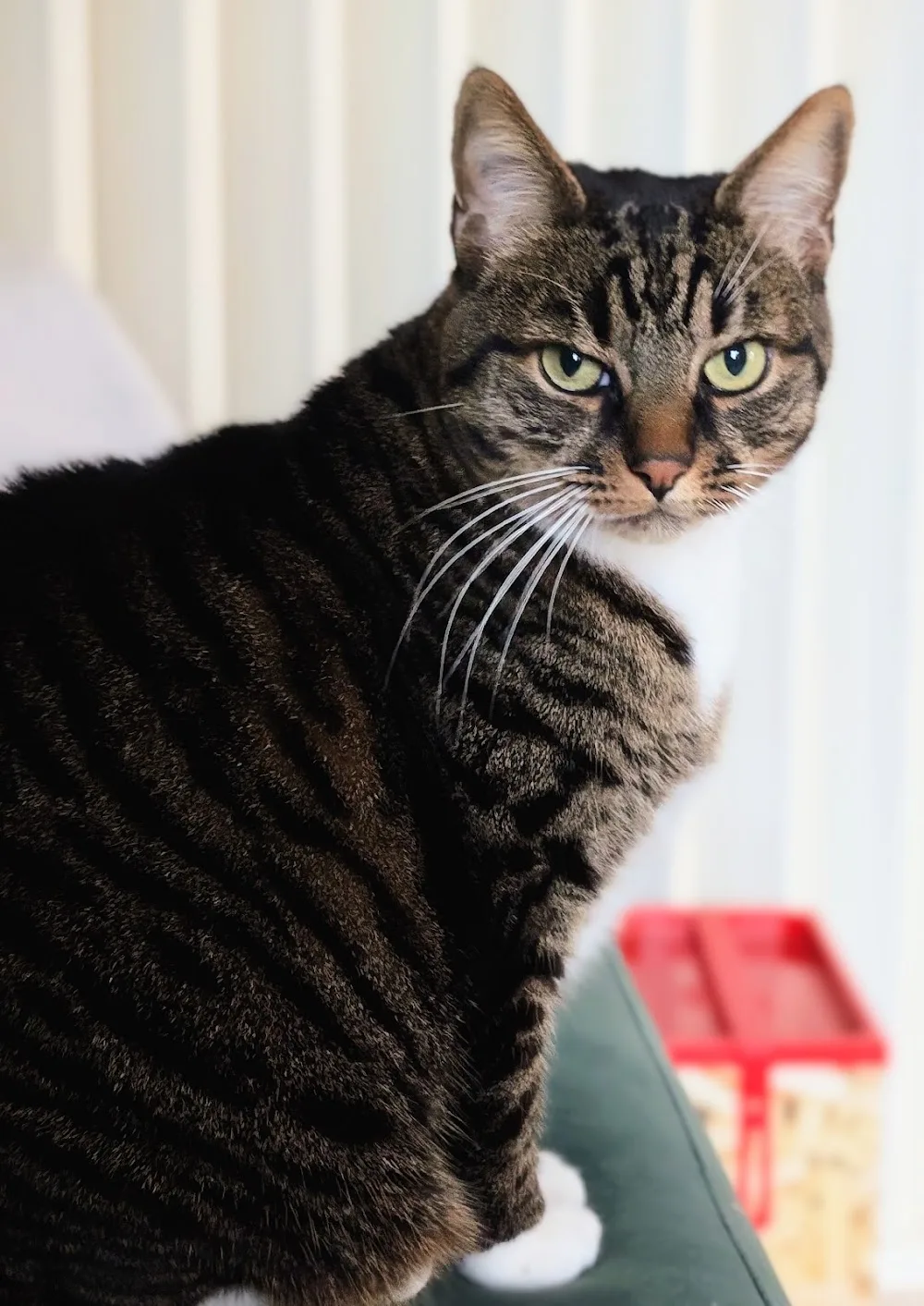 Laurena Haroy - Garde de chat à domicile - Essonne pet otel görseli 3