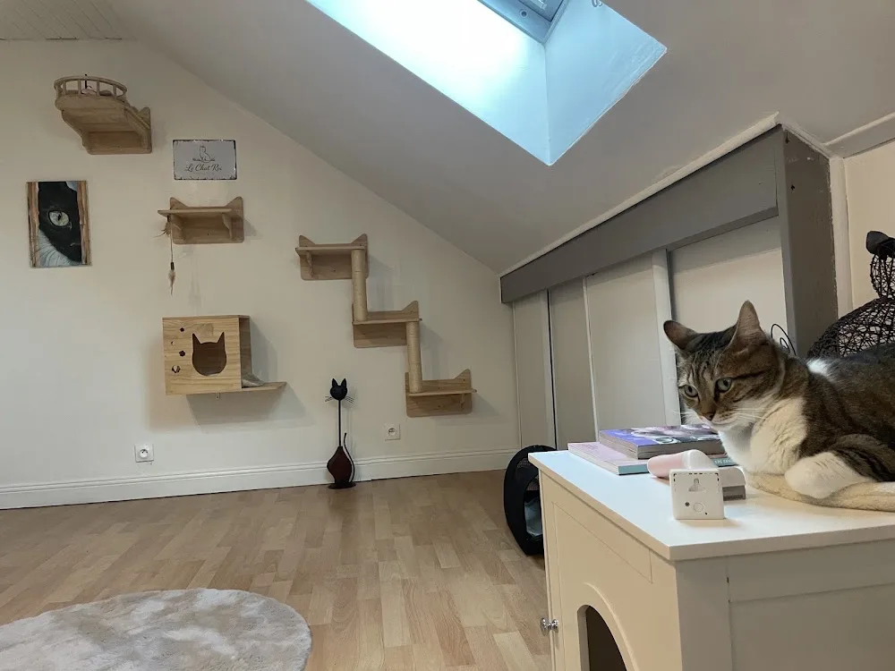 Le Chat Roi – Pension féline - Essonne pet otel görseli 3