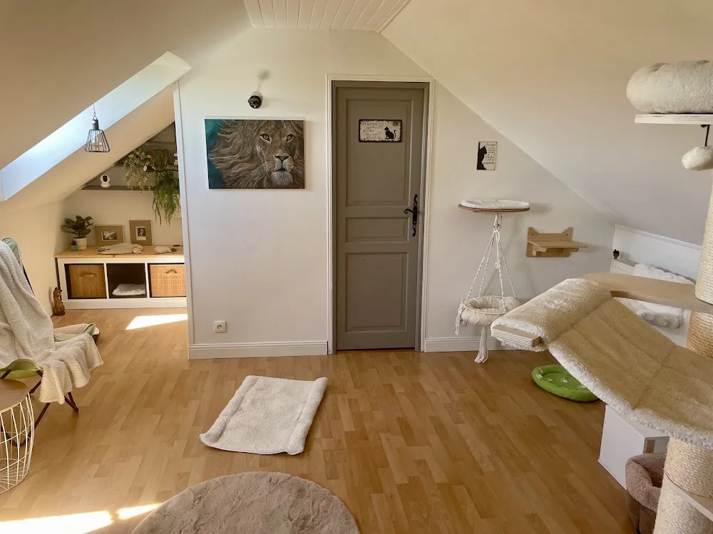 Le Chat Roi – Pension féline - Essonne pet otel görseli 6