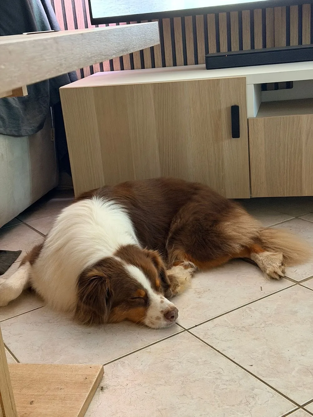Les Copains d'Oxo - Essonne pet otel görseli 6