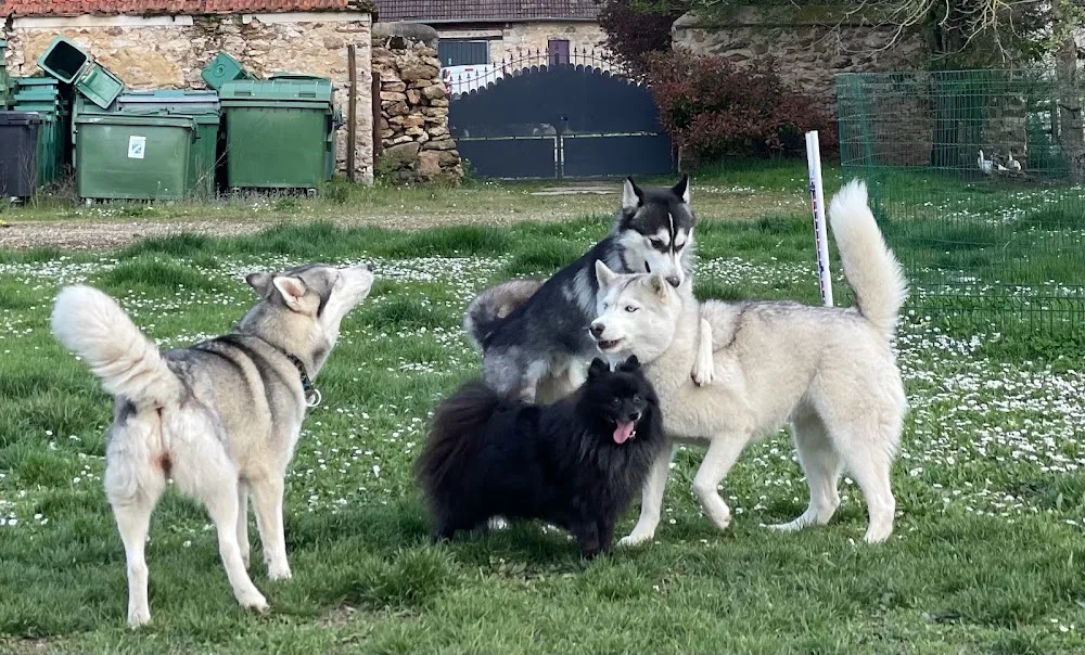 Mystères Canins - Essonne pet otel