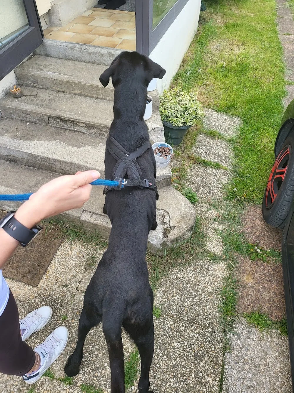 Mystères Canins - Essonne pet otel görseli 3
