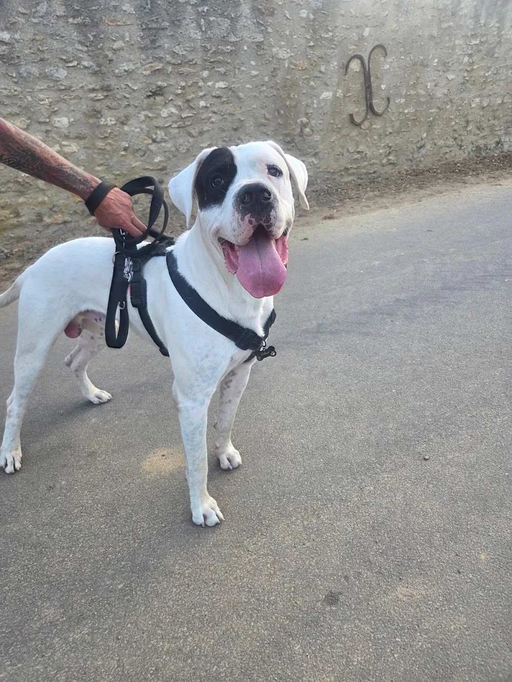 Pension Canine - Igloo Dog Family - Essonne pet otel görseli 3