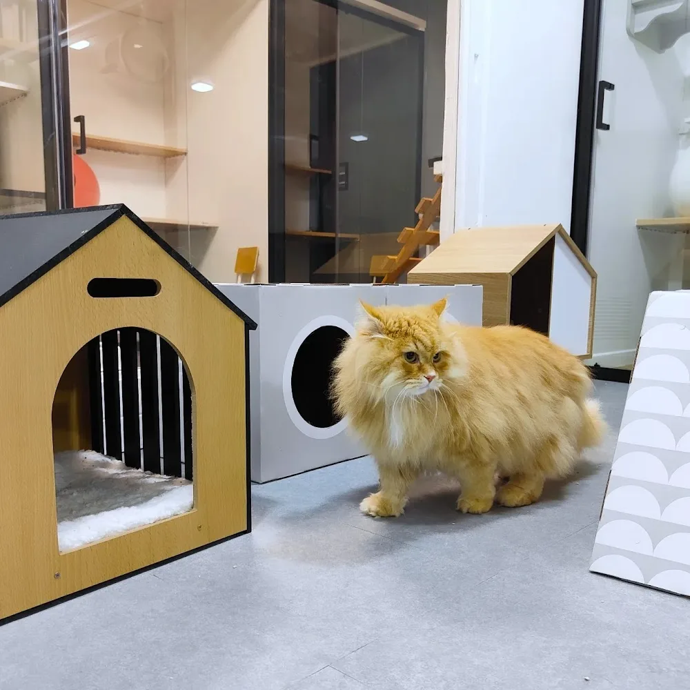 Récré Chats Hôtel - Essonne pet otel görseli 2