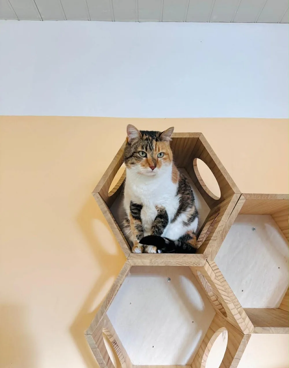 Récré Chats Hôtel - Essonne pet otel görseli 7