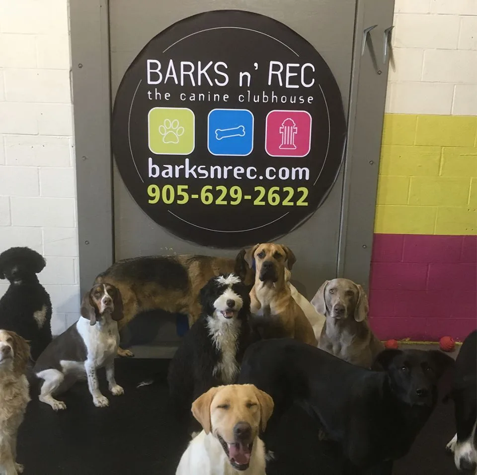 Barks n' Rec - Etobicoke pet otel