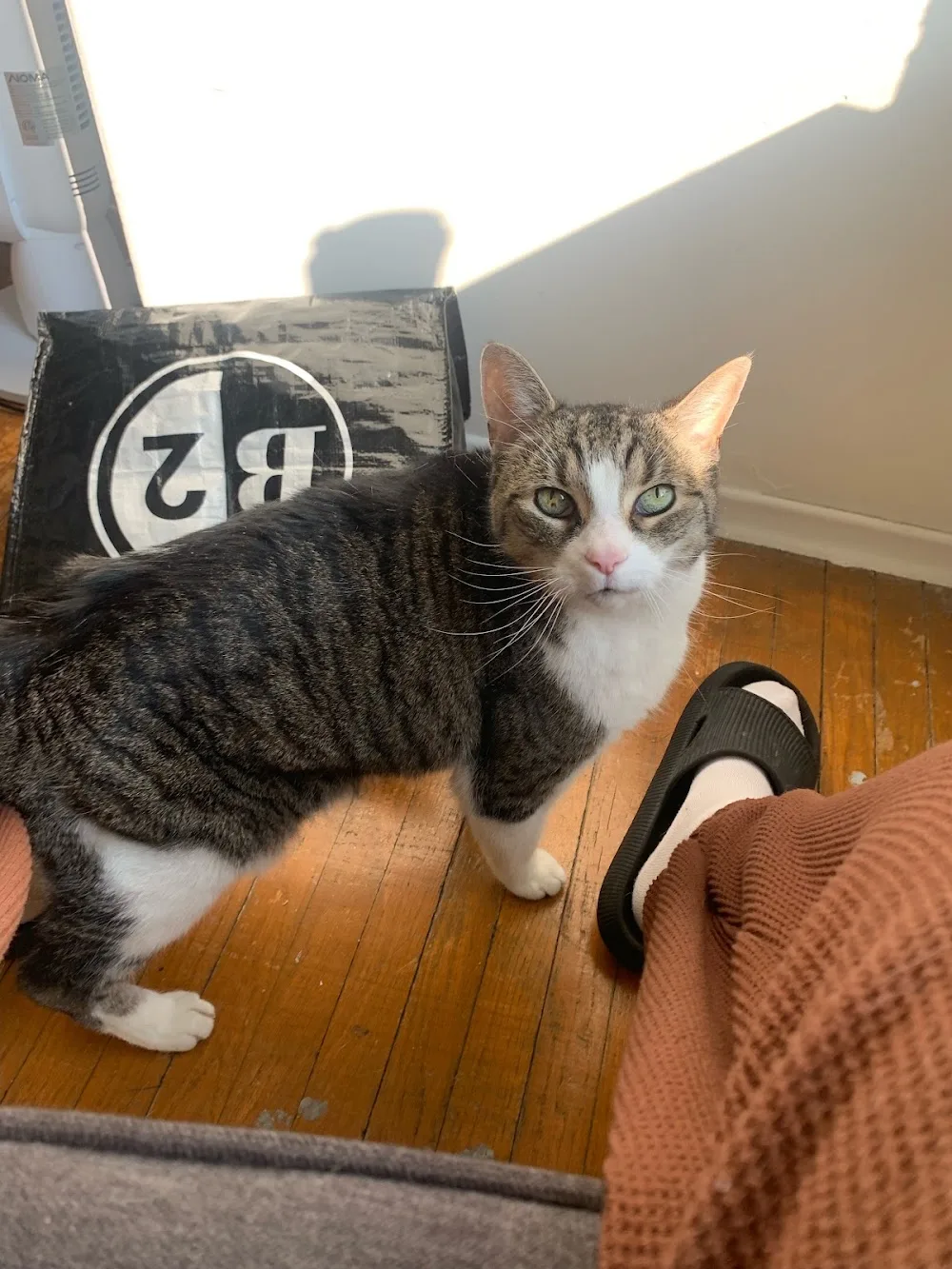 Cal's Pals - Etobicoke pet otel