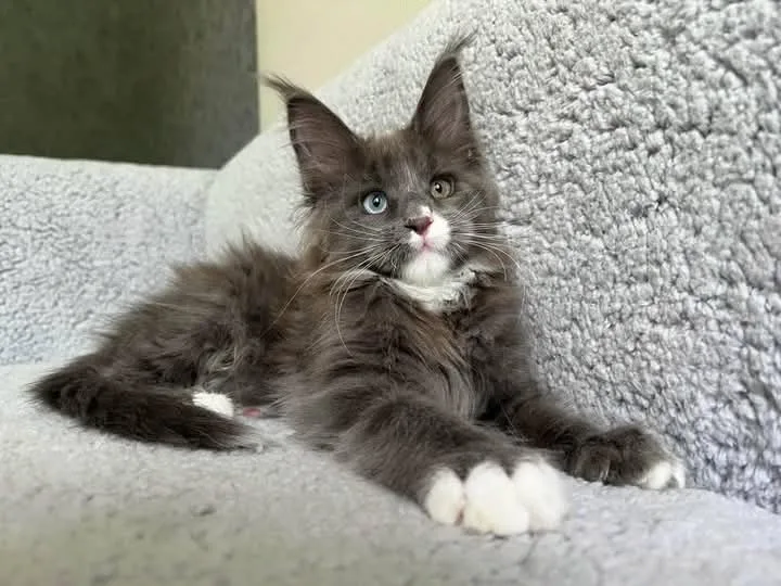 Canadian maine coon cattery - Etobicoke pet otel