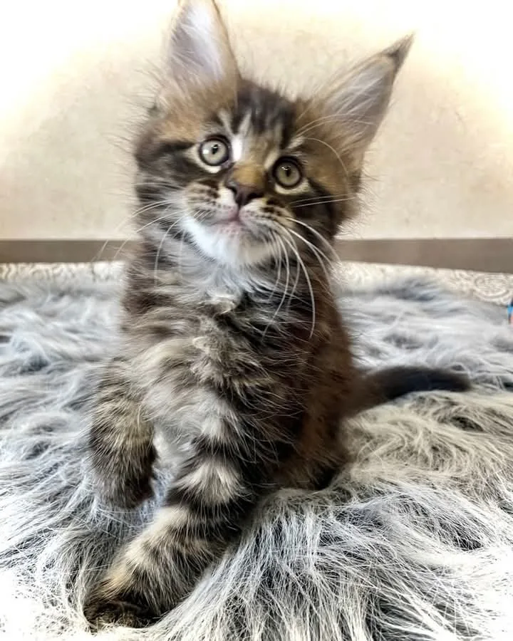Canadian maine coon cattery - Etobicoke pet otel görseli 3