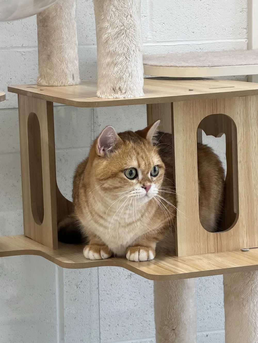 Cat Island - Etobicoke pet otel görseli 3
