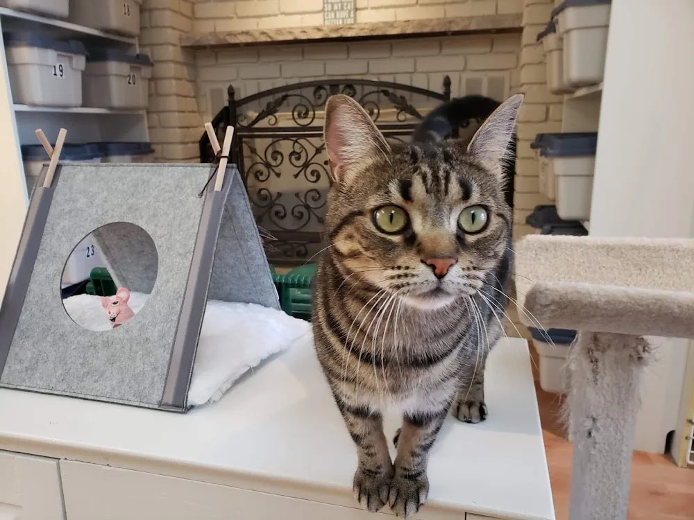 Cats Castle Cat Hotel - Etobicoke pet otel görseli 6