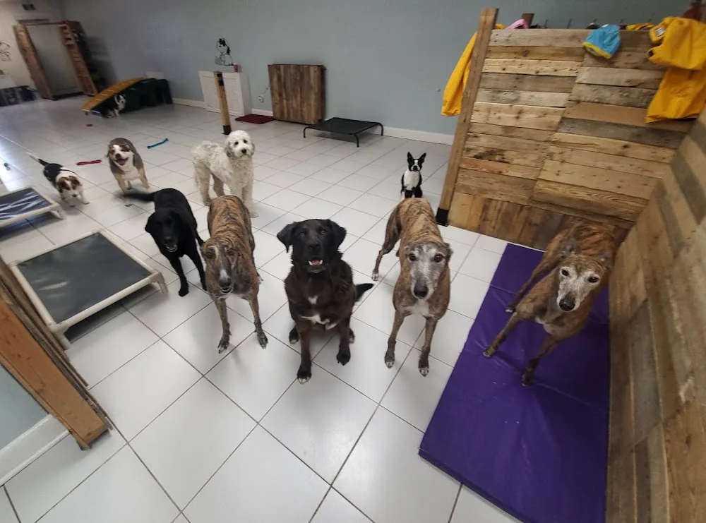 City Sniffers Pet Services - Etobicoke pet otel