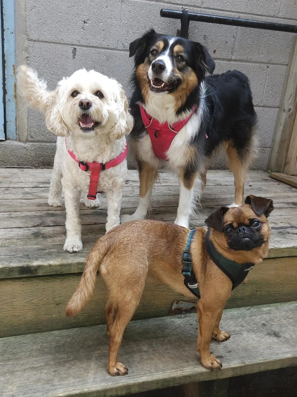 City Sniffers Pet Services - Etobicoke pet otel görseli 3