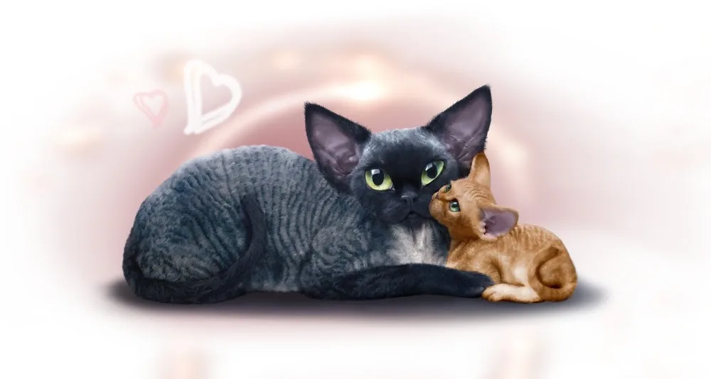 Curly Pride Cattery - Devon Rex Breeder Toronto ON, Canada - Etobicoke pet otel