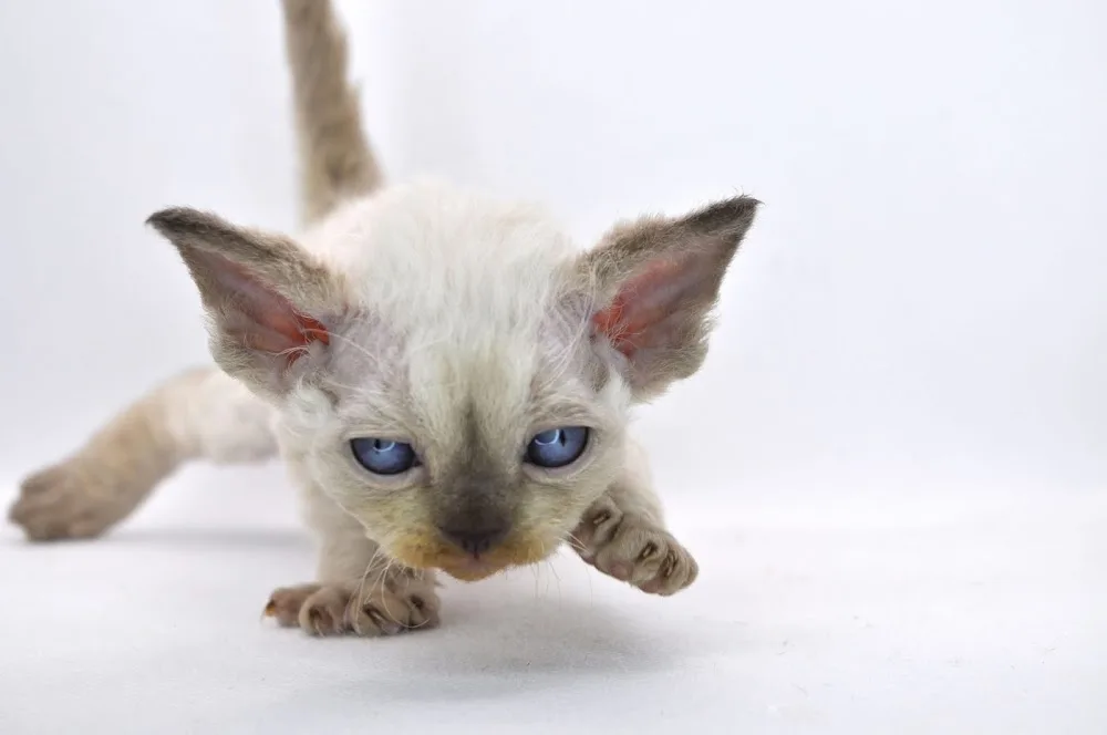 Curly Pride Cattery - Devon Rex Breeder Toronto ON, Canada - Etobicoke pet otel görseli 4