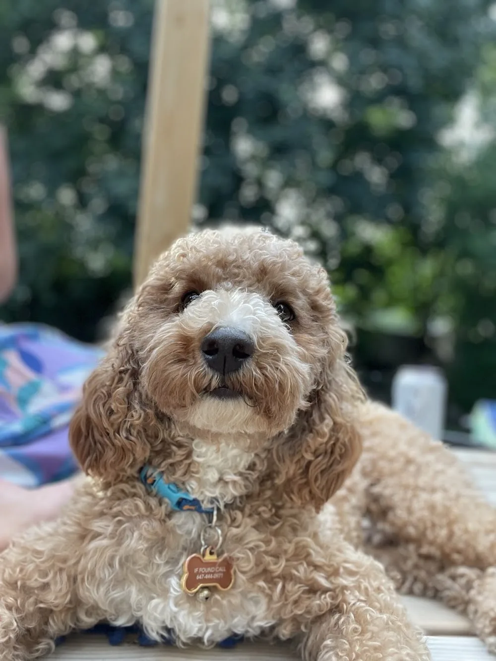 Dalesford Doggy Den - Etobicoke pet otel