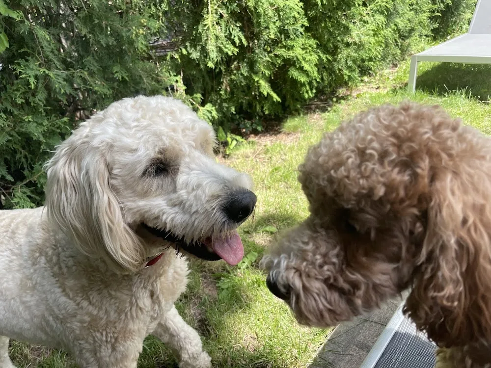 Dalesford Doggy Den - Etobicoke pet otel görseli 3
