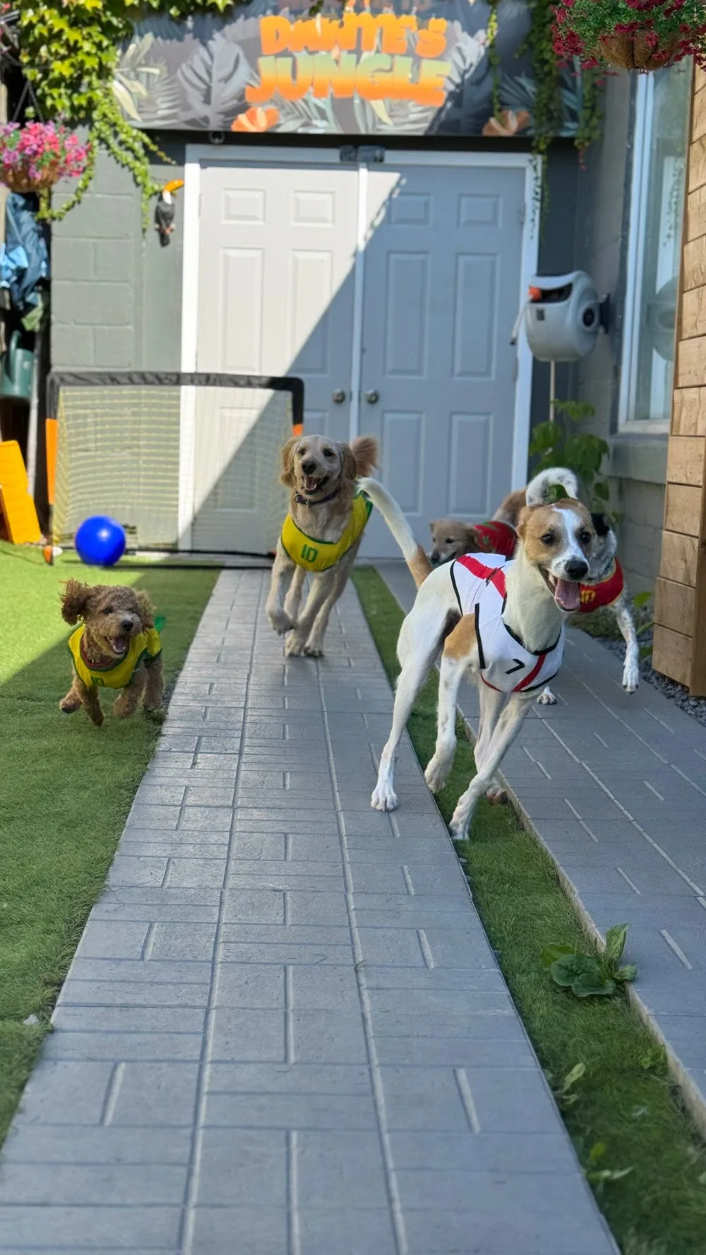 Dante's Boarding - Etobicoke pet otel