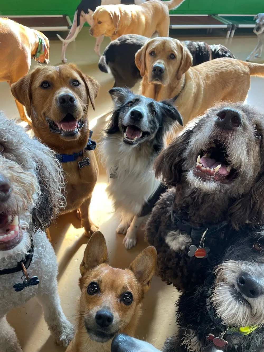 Doggie Playland Inc - Etobicoke pet otel