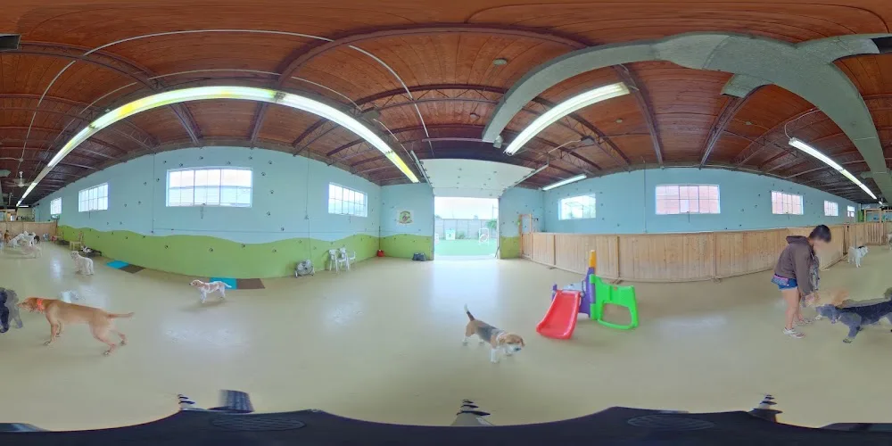 Doggie Playland Inc - Etobicoke pet otel görseli 4