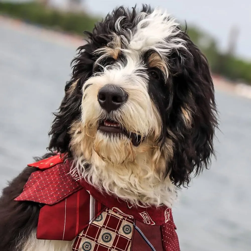 Doggieland - Etobicoke pet otel
