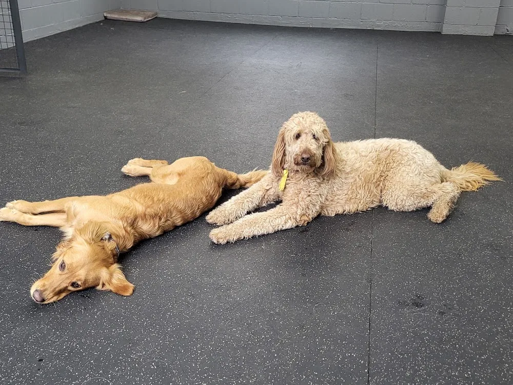 Great Woof Lounge and Spa - Etobicoke pet otel görseli 3
