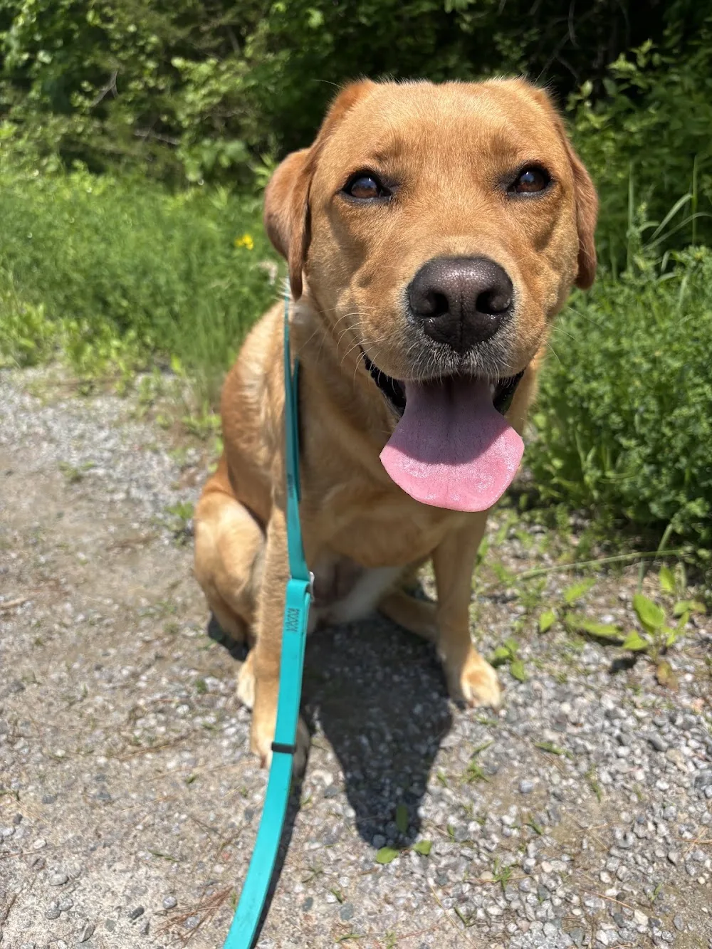 Happy Dogz and Catz Animal Care (Etobicoke and Campbellford) - Etobicoke pet otel