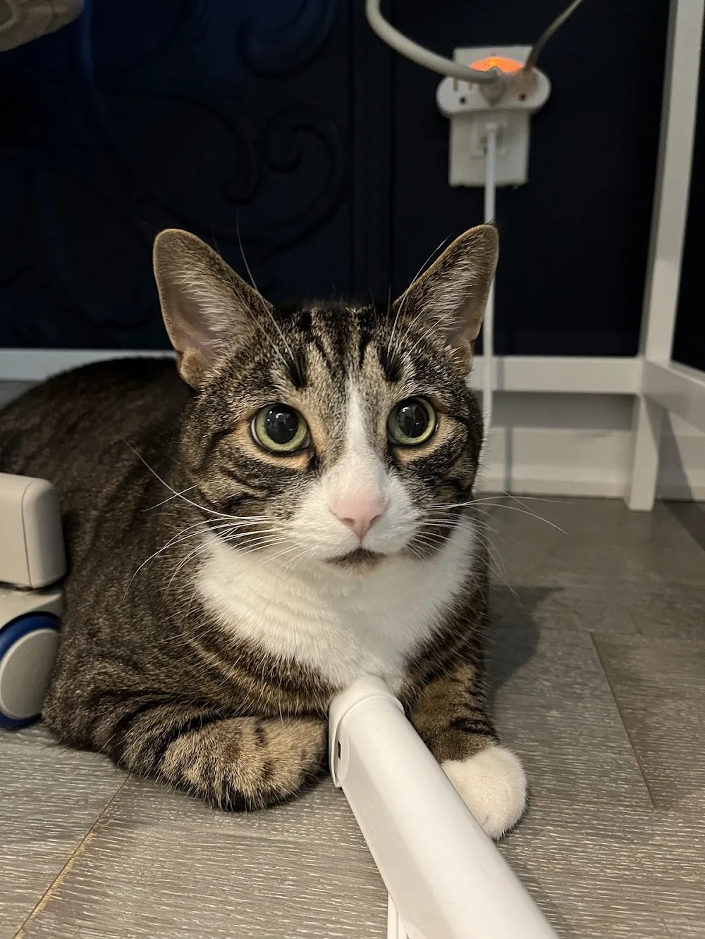 Happy Dogz and Catz Animal Care (Etobicoke and Campbellford) - Etobicoke pet otel görseli 3