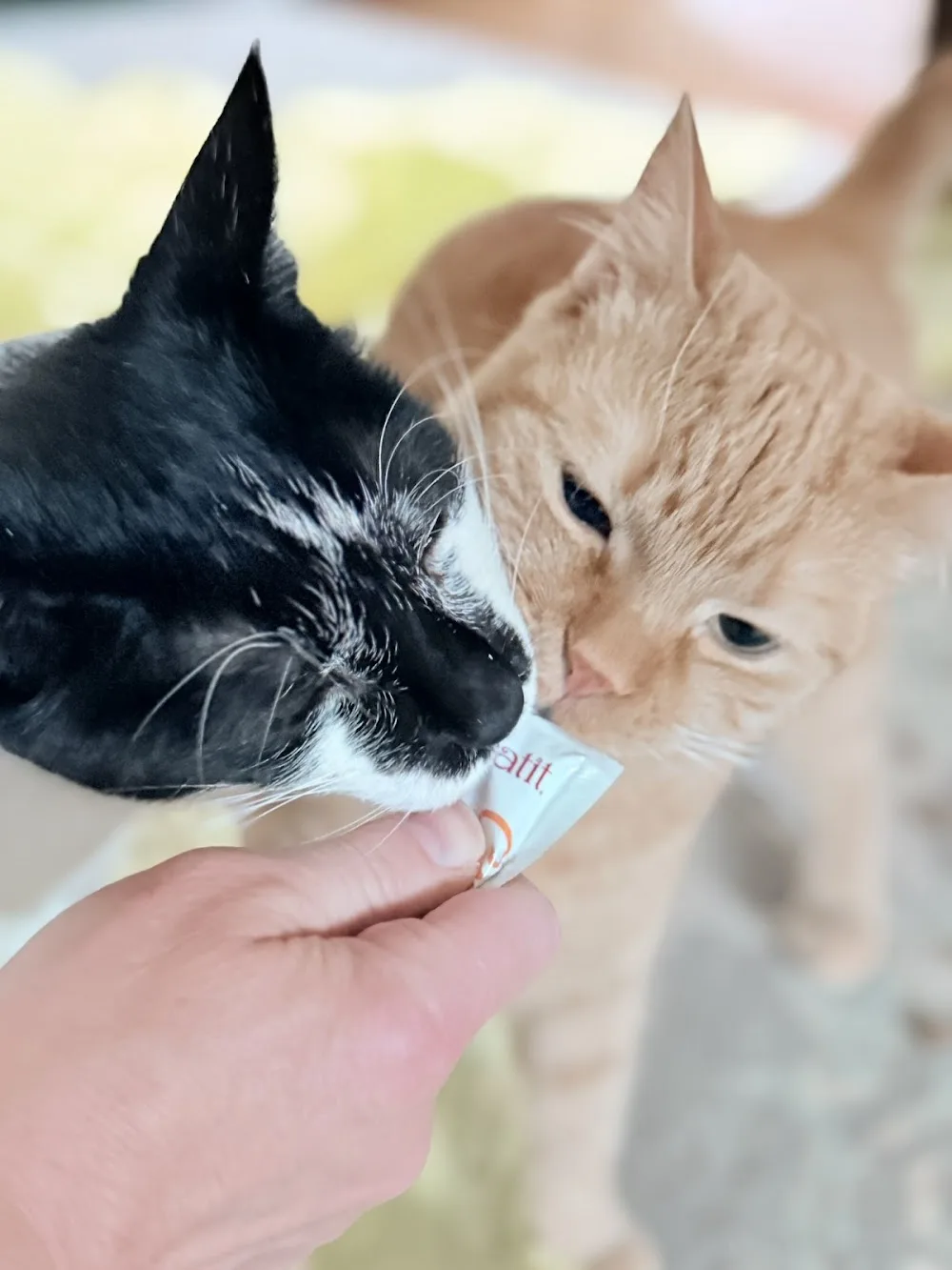 High Park Cat Sitting - Etobicoke pet otel