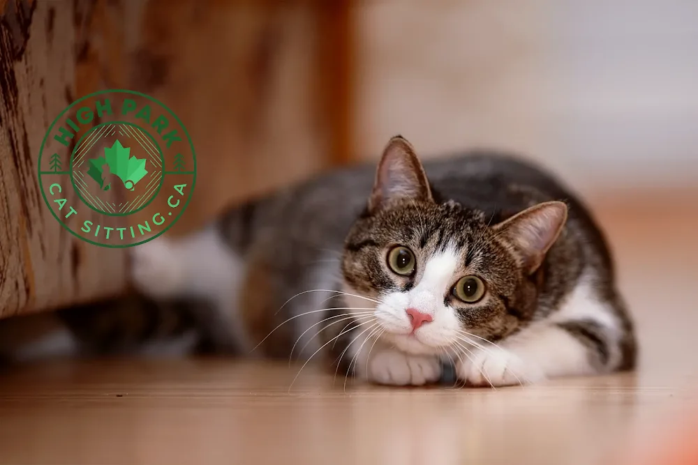High Park Cat Sitting - Etobicoke pet otel görseli 3