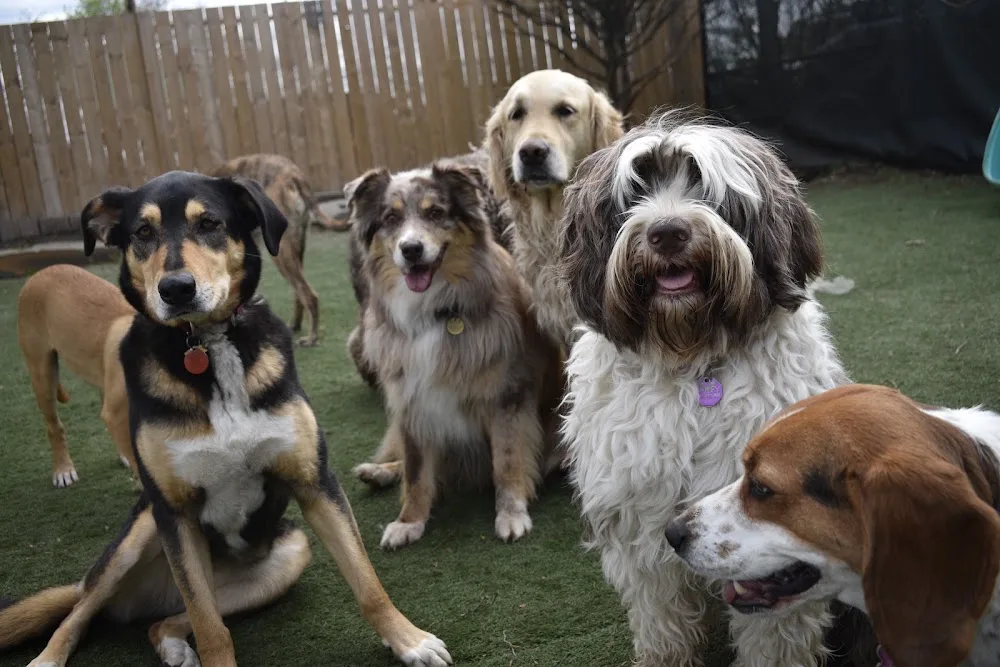 Home Buddies Doggie Day Care - Etobicoke pet otel görseli 3