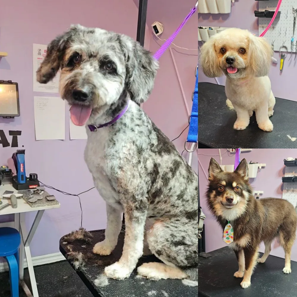 Hot Diggity Dogs Etobicoke Dog Daycare, Grooming & Boarding - Etobicoke pet otel
