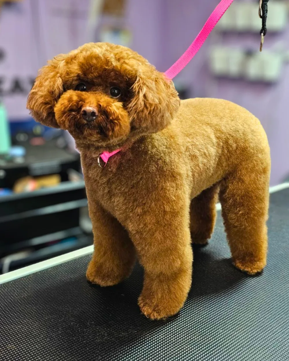 Hot Diggity Dogs Etobicoke Dog Daycare, Grooming & Boarding - Etobicoke pet otel görseli 3
