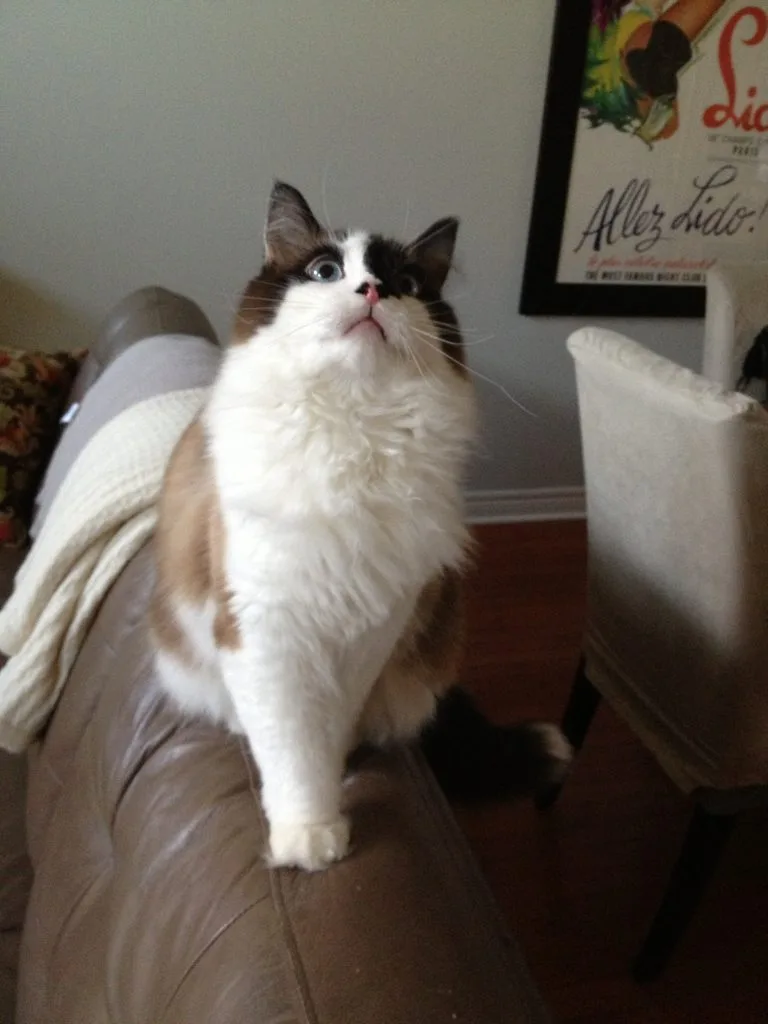Kittycats - Etobicoke pet otel