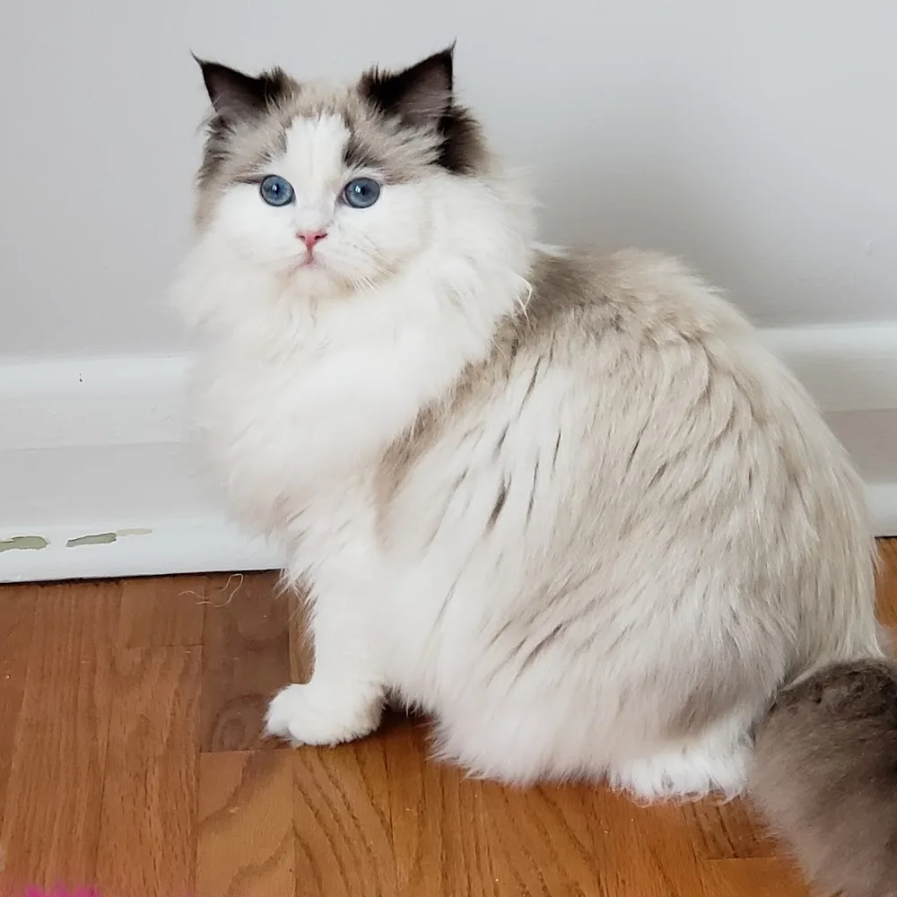 Little York Ragdolls - Etobicoke pet otel